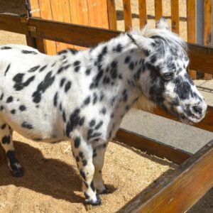 Miniature horse service animal in sunlit paddock recognized under ADA as legal service animal