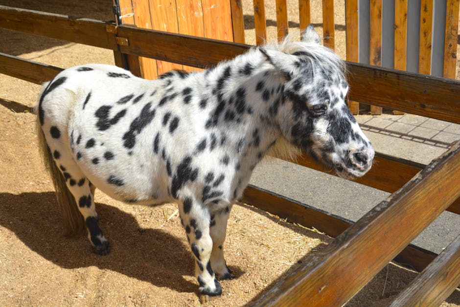 Miniature horse service animal in sunlit paddock recognized under ADA as legal service animal
