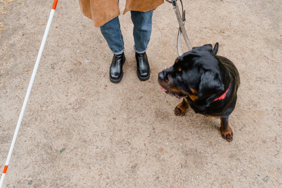 Blind individual using cane with guide dog on a walk outdoors.