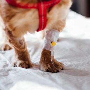 Therapy dog receiving veterinary care before certified therapy dog visit