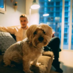 Emotional support animal relaxing in Michigan apartment with owner under state housing protections