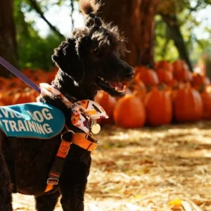 Service dog wearing vest and harness with essential accessories for public identification