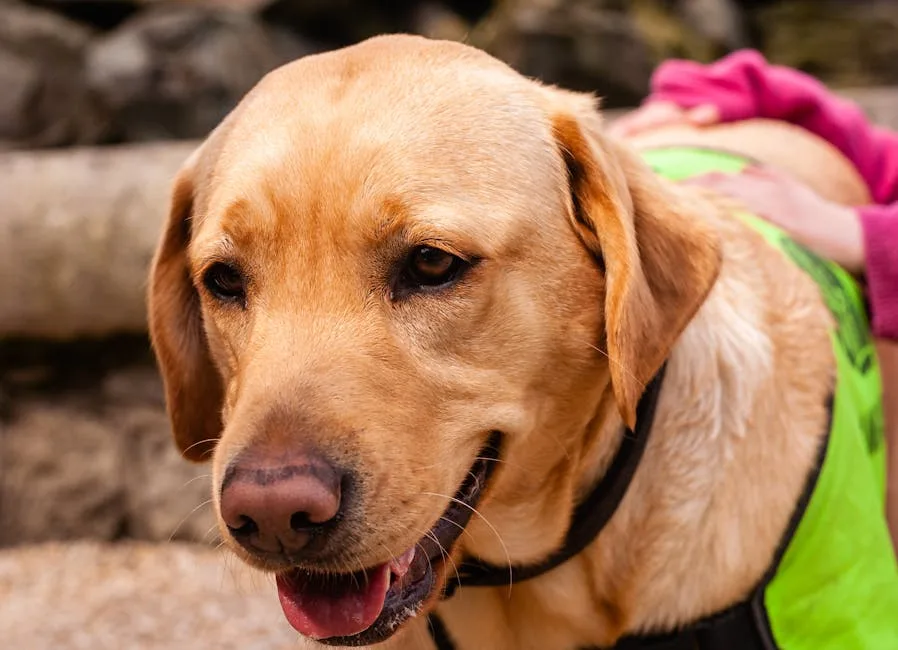 Labrador retriever during professional hearing service dog training session