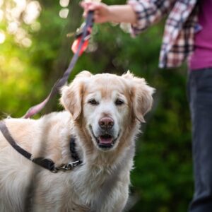 Well-trained golden retriever service dog on leash demonstrating proper public etiquette