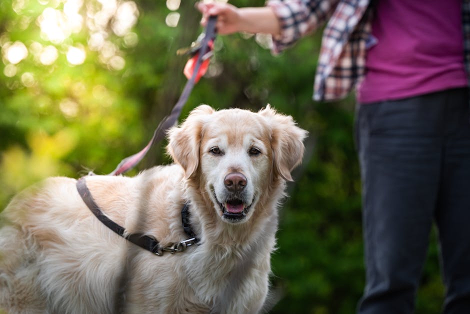 Well-trained golden retriever service dog on leash demonstrating proper public etiquette