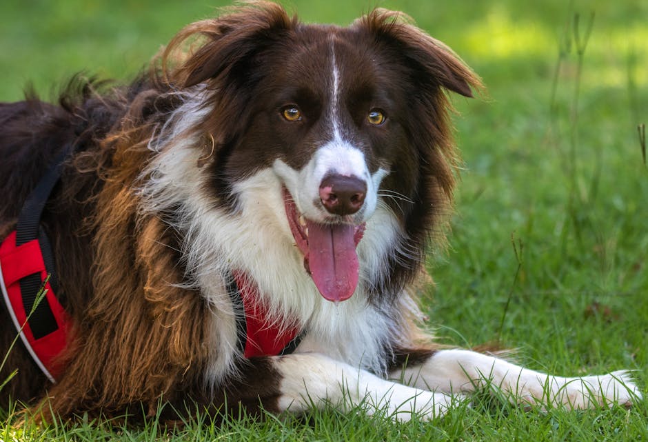 A charming Border Collie relaxing on lush green grass on a sunny day.