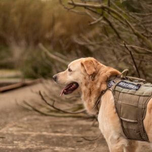 Golden retriever seizure alert service dog wearing tactical vest staying close to handler