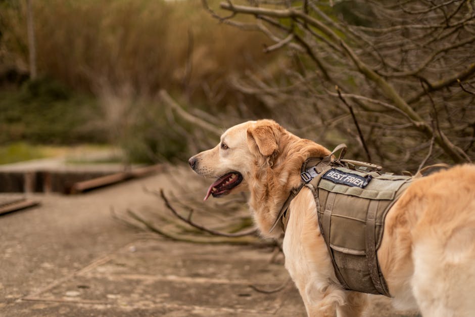Golden retriever seizure alert service dog wearing tactical vest staying close to handler