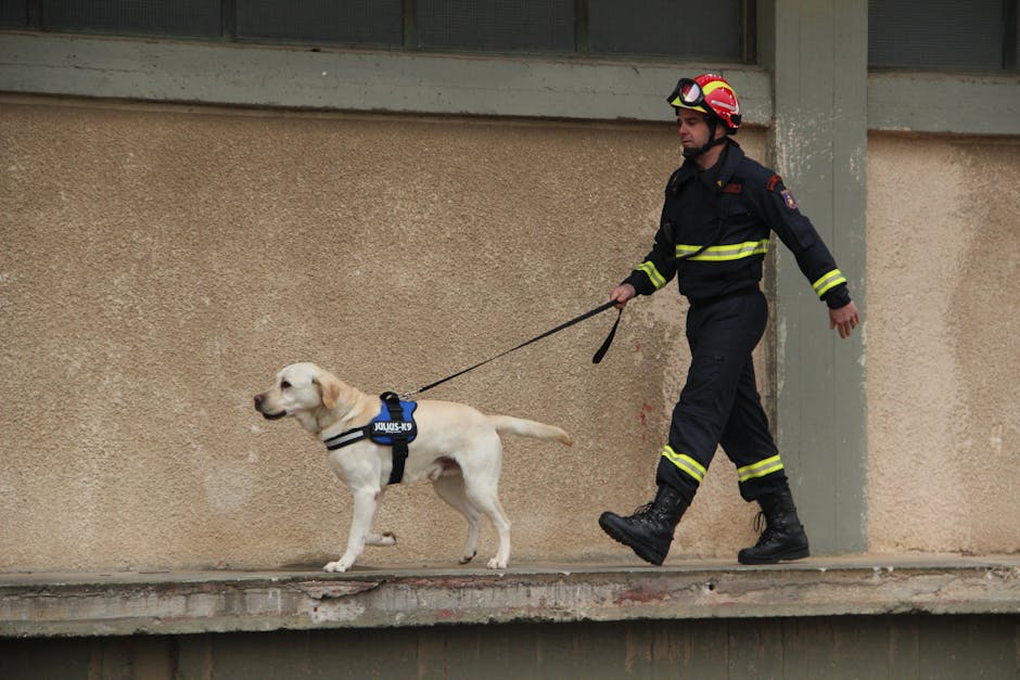 Firefighter with a Labrador rescue dog on a leash walking along a building wall in Eleusis, Greece.