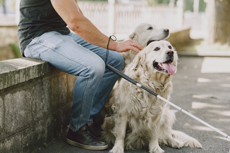 Guide dog sitting beside owner at service animal registration desk
