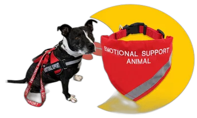 Service Dog Benefits