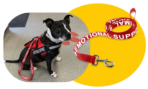 Service Dog Benefits