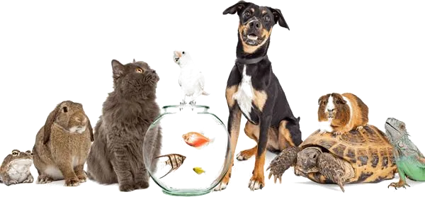 Service Dog Benefits