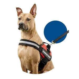 Service Dog Benefits