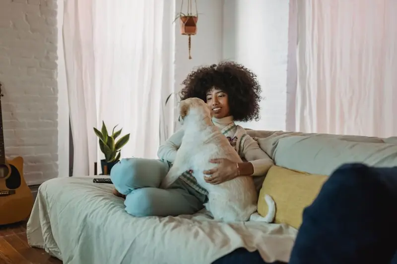Full body of positive young black female owner with Afro hair in casual clothes smiling while playing with cute dog sitting on couch at home